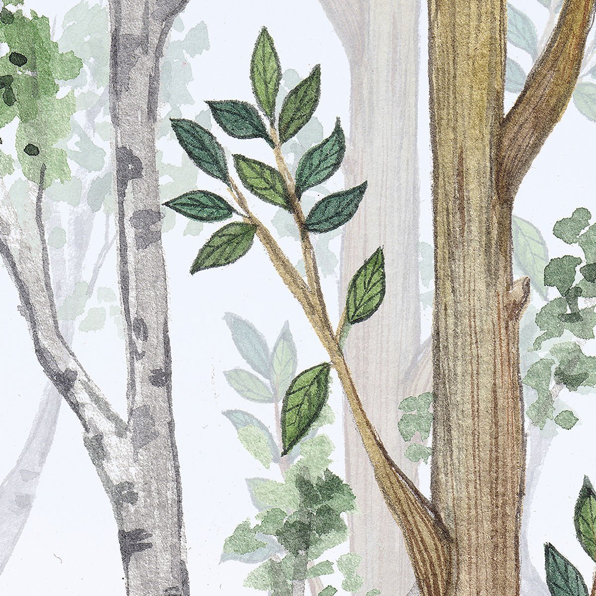 Yeşil Orman Duvar Kağıdı